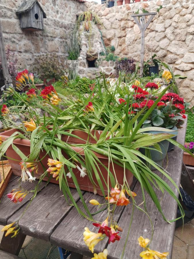 Mystery Garden Guest House Famagusta  Exterior photo